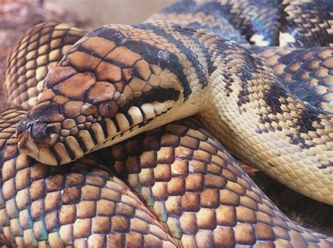 Amethystine Python Facts and Pictures | Reptile Fact