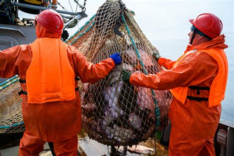 Российские рыбаки выловили почти 4,9 млн тонн рыбы | Федеральное ...