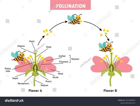 Diagram Showing Pollination Flower Bee Stock Vector Royalty Free 2471646567 Shutterstock