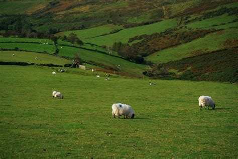 Sheep and Stone Walls in Green Pastures posters & prints by Corbis