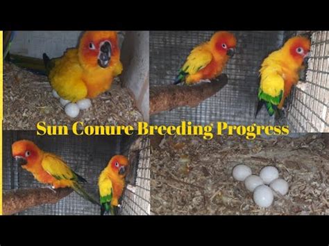 Sun Conure Breeding Progress Sun Conure Breeding Tips Sun Conure