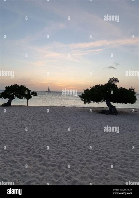 Sunset At Eagle Beach Aruba Divi Dive Trees On The Shoreline Of Eagle