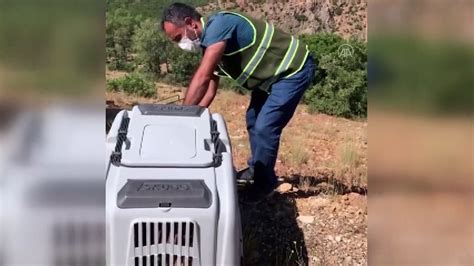 Bitkin Halde Bulunan Yaban Ke Isinin Tedavisi Tamamland Tuncel