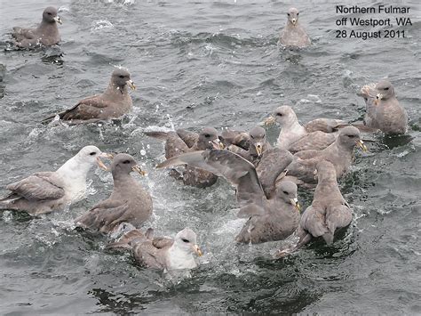 Northwest Nature Notes: JELLYFISH AND THEIR PREDATORS