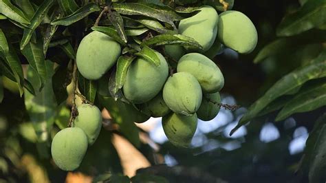 Pyanabi Banganapalli Grafted Mango Plant Pyanabi