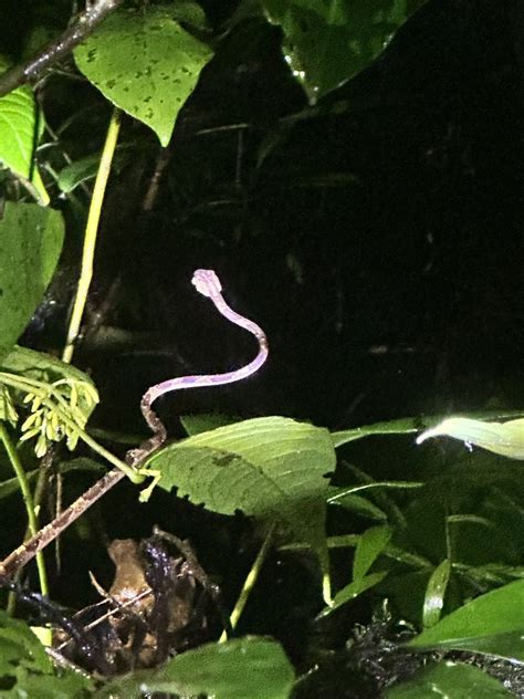 Common Blunt Headed Tree Snake From Puntarenas CR On June 28 2024 At