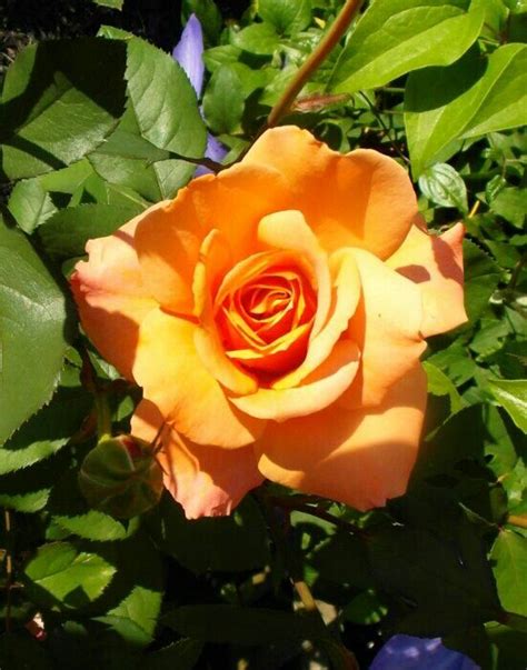 Tropicana | Flowers, Plants, Rose