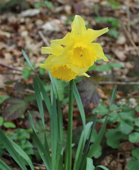 Daffodils Growing Wild In Woodland Stock Image Image Of Showing