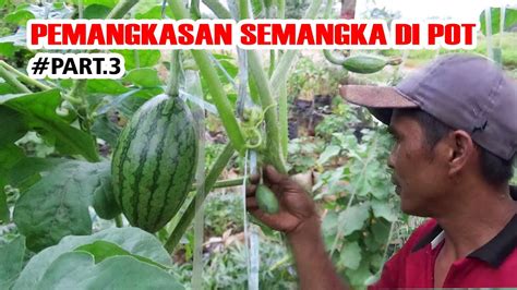 PEMANGKASAN SEMANGKA DI POT AGAR BUAH CEPAT BESAR PART 3 YouTube