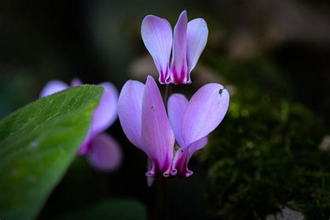 Cyclamen Flowers Purple - Free photo on Pixabay