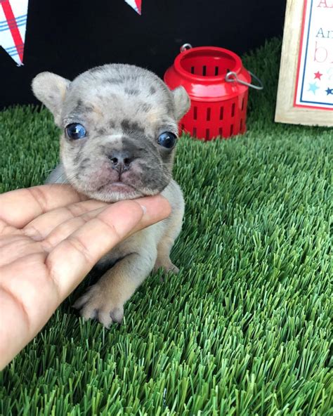 Lilac Tan Merle French Bulldoglilac Frenchie For Salelilac Merle Frenchie