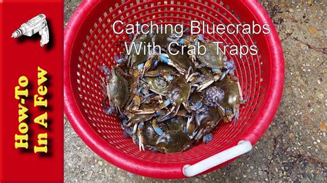 How To Catch Bluecrabs With Crab Traps Youtube