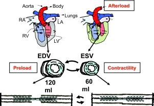 Introduction Contractility And The Integrative Biology Of The