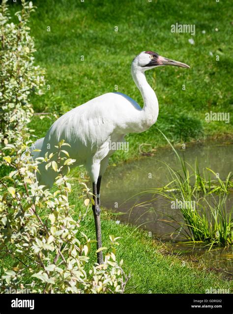 North American Endangered Species Whooping Crane Hi Res Stock