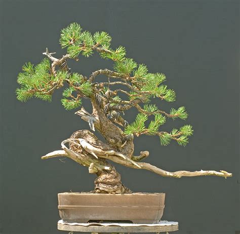 Walter Pall Bonsai Adventures: Mugo pine #8