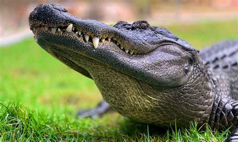 Alligators Run Faster Than Humans. But We Are More Agile • The Grom Life