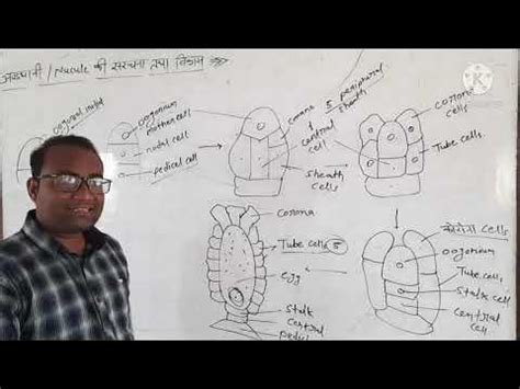 lecture-9 Chara - nucule(oogonium) structure and development - YouTube