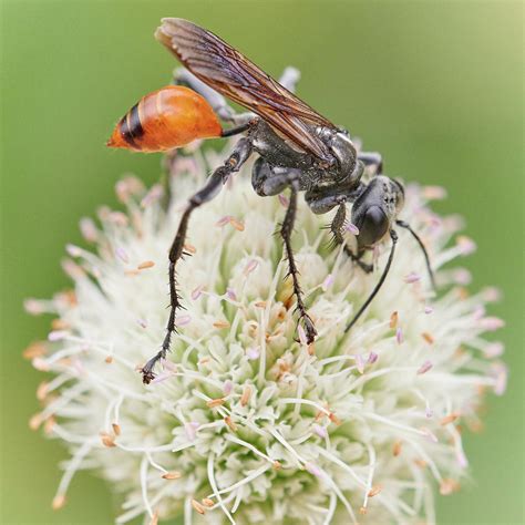 Thread Waisted Wasp Prionyx Photograph By Jim Hughes Fine Art America