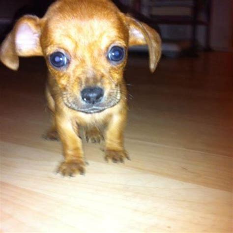 Chiweenie Puppies!!!! for Sale in Grand Rapids, Michigan Classified ...