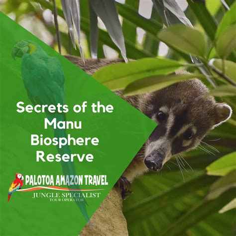 Secrets Of The Manu Biosphere Reserve Palotoa Amazon Travel