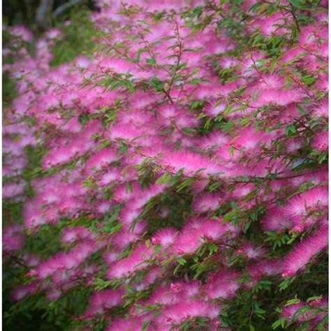 WEYE Graines De Plantes Roses D Arbre En Soie 10 Albizia Julibrissin