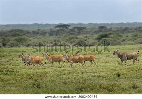 Herd Male Female Eland Running Ngorongoro Stock Photo 2003400434 ...