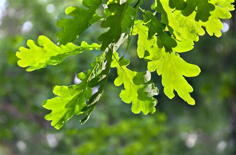 Types Of Oak Trees