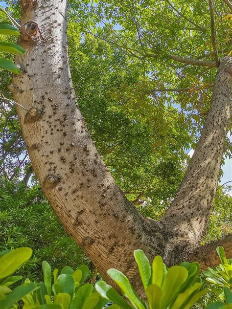 Huge Beautiful Kapok Tree Ceiba Tree With Spikes In Mexico Stock Photo