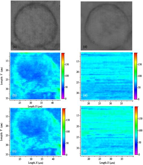 White Light And Sers Images Of A Cancer Cells A White Light Image