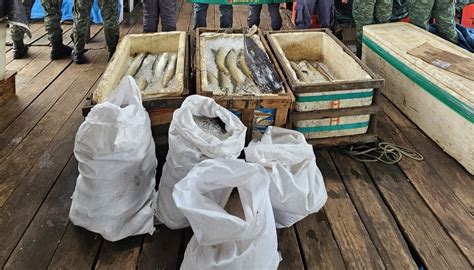 Cerca De Quilos De Pescado Ilegal S O Apreendidos Na Feira Da