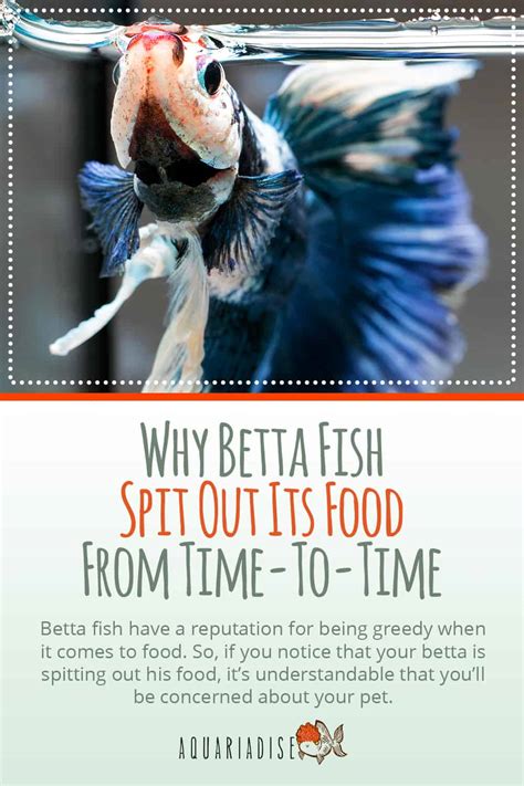 Betta Food and Feeding: What Every Owner Needs to Know