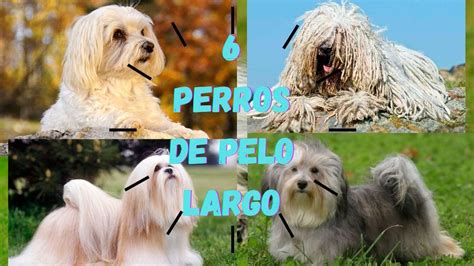 Descubre Los 10 Perros De Raza De Pelo Largo Más Hermosos Y Populares