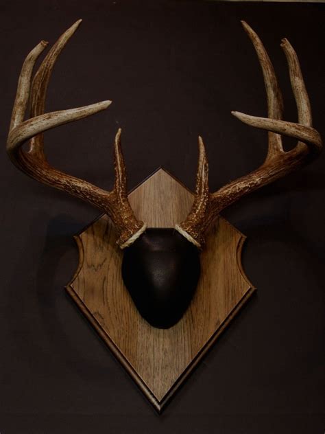 Antler Mount Kit Outfitter Deer Antler Mount Deer Antler Decor