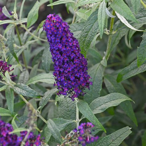 Buddleia (Butterfly Bush) | Flowers - Perennials | Scheeringa Farm