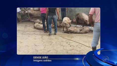 Caminhão porcos tomba e dezenas de animais morrem no interior de SP