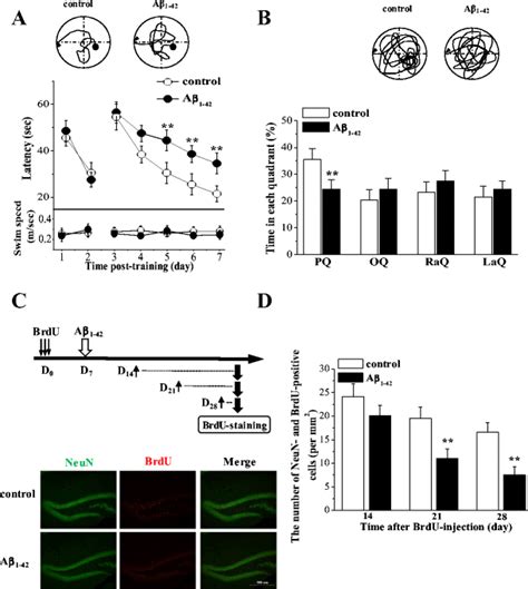 Cognitive function and hippocampal neurogenesis were impaired after ...