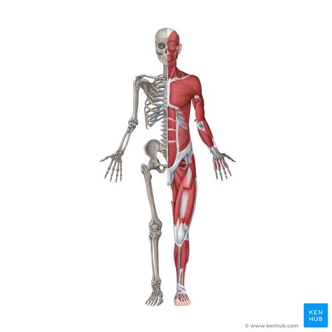 Musculoskeletal System Anatomy And Functions Kenhub Skeletal And