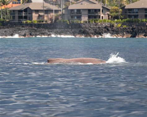 Against All Odds: Humpback Whale Completes Migration to Kona — Hawaiian Adventures Kona