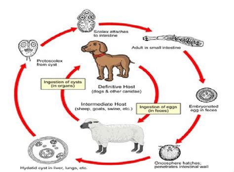 Echinococcus Life Cycle