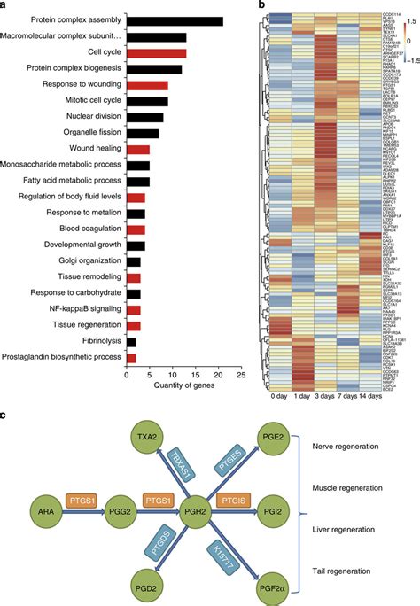 Positively Selected Genes PSGs Related To Tail Regeneration In G