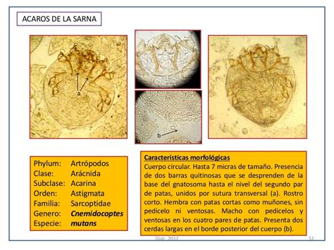 Atlas De Parasitologia Veterinaria