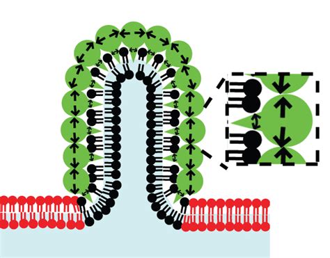 Understanding Membrane Curvature Texas Engineer