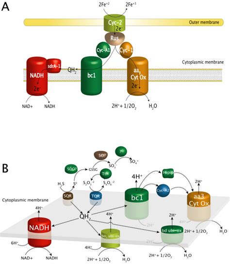 Genome Based Models For The Oxidation Of Ferrous Iron And Reduced