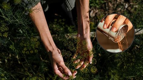 Canela Para El Sustrato De Tus Plantas Checa Sus Beneficios Gastrolab