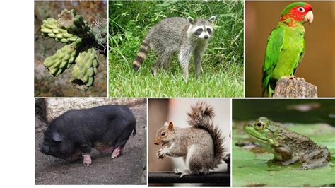 Estas son las especies de animales y plantas exóticas o invasoras más ...