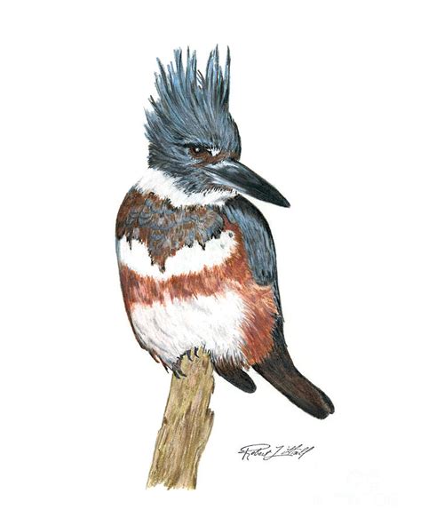 Belted Kingfisher Drawing