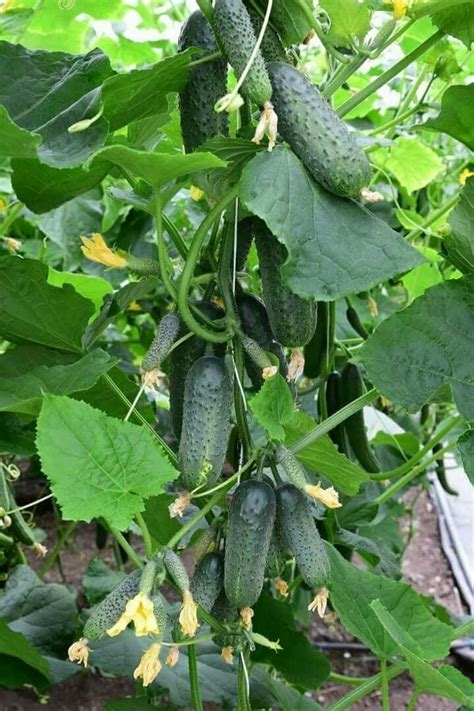 33 Of The Best Cucumber Varieties To Grow At Home Artofit