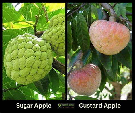 Sugar Apple Vs Custard Apple: What You Need To Know