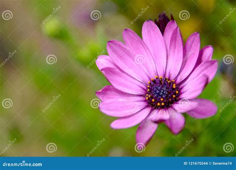 Los Ecklonis Osteospermum Margarita Del Dimorphotheca Del Cabo Las