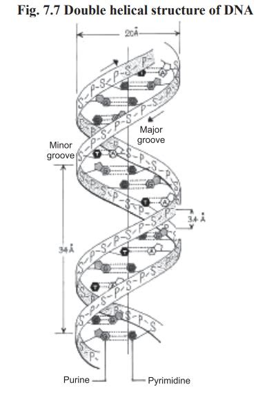 Structure Of Dna